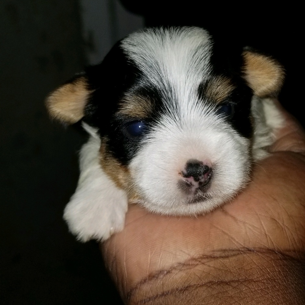 Meet your Posher, Desmond